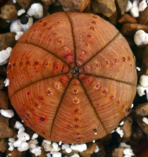 Euphorbia obesa succulent ball-shaped cactus with orange hues and textured surface
