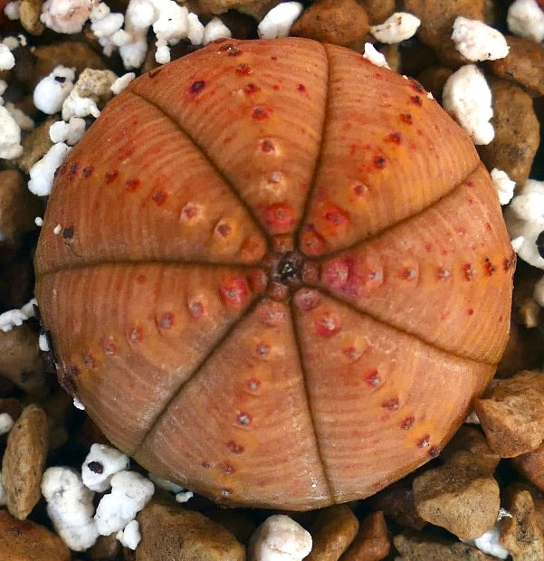 Euphorbia obesa rare succulent with round ribbed orange body and small red spots