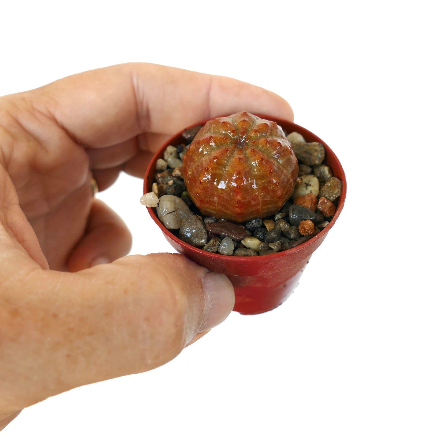 Euphorbia obesa forma arancione succulenta in un piccolo vaso rosso tenuto a mano, con un corpo arrotondato e costolato, colorazione arancione terrosa e piccoli tubercoli rossastri, piantata in ghiaia.