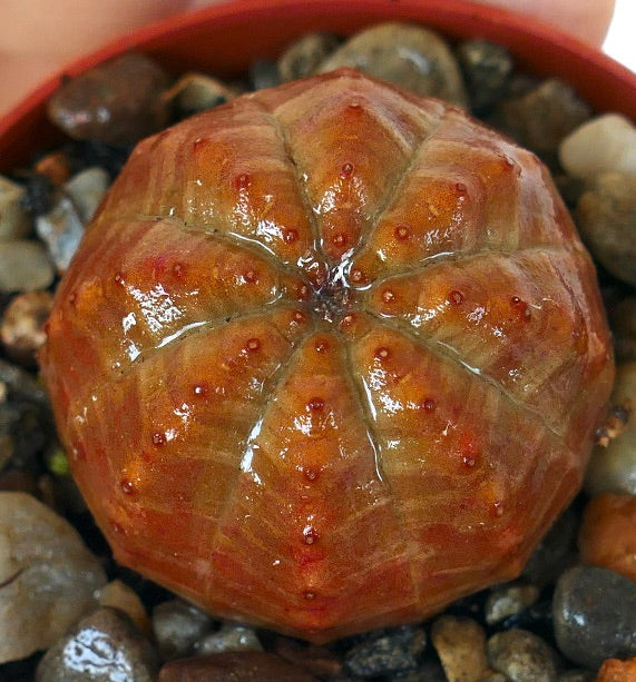 Primo piano dall'alto di Euphorbia obesa forma arancione, che mostra il suo corpo sferico scanalato con toni caldi arancioni, leggere sfumature verdi e tubercoli punteggiati di marrone rossastro.