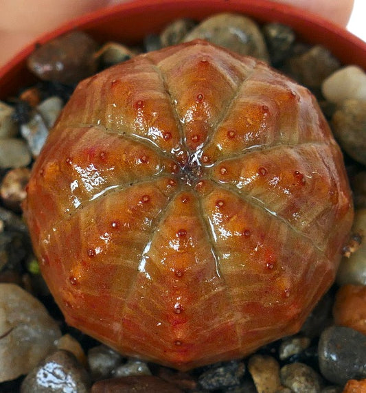Primo piano dall'alto di Euphorbia obesa forma arancione, che mostra il suo corpo sferico scanalato con toni caldi arancioni, leggere sfumature verdi e tubercoli punteggiati di marrone rossastro.