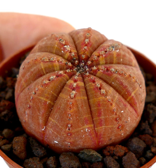 Euphorbia obesa succulent with rounded orange-red ribbed body and small areoles in pot
