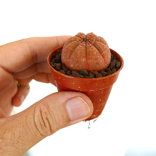 Euphorbia obesa small succulent ball with ribbed orange-red body in terracotta pot