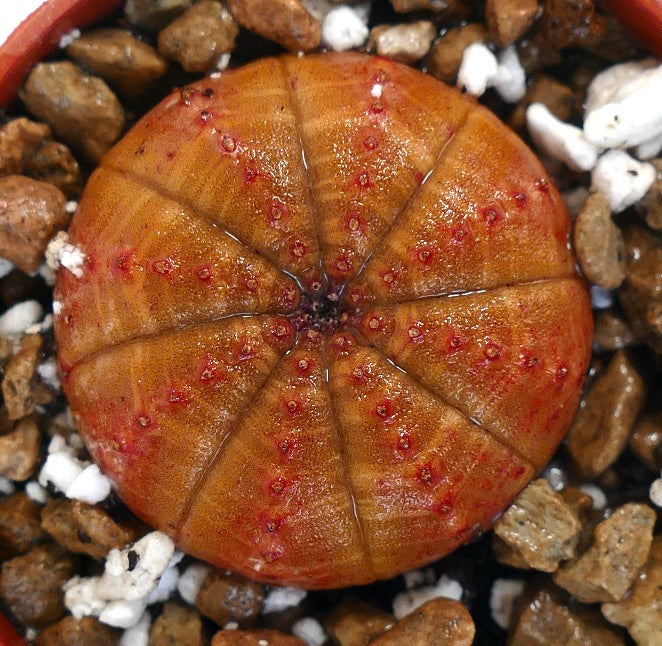 Euphorbia obesa succulenta rotonda arancione con macchie rosse e corpo segmentato nel terreno