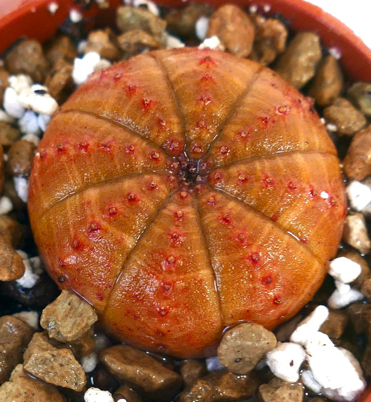 Euphorbia obesa succulenta a forma di palla con corpo arancione costolato e tubercoli rossi
