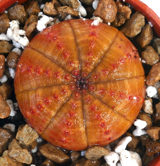 Succulenta Euphorbia obesa con corpo rotondo arancione costolato e piccoli tubercoli rossi