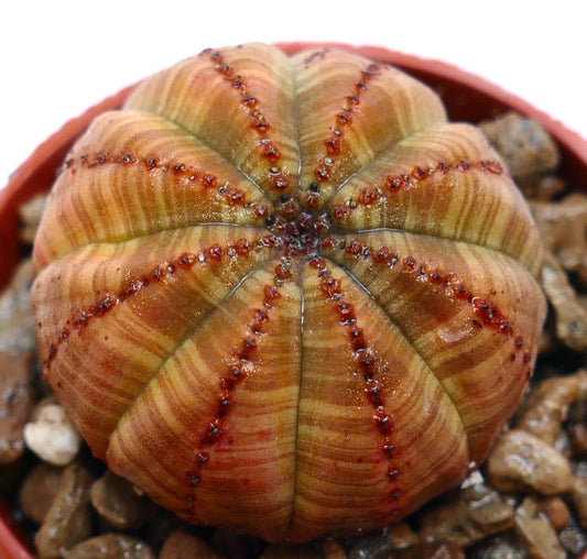 Euphorbia obesa succulent cactus con corpo arrotondato costoluto a strisce arancioni e piccoli tubercoli rossi