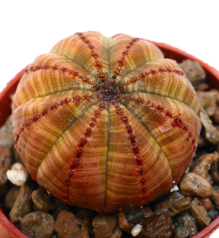 Euphorbia obesa cactus succulento con corpo rigato arancione e piccole tubercoli rossi