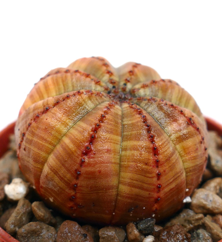 Euphorbia obesa succulenta rara con corpo costoluto arancione-marrone e piccoli tubercoli rossi