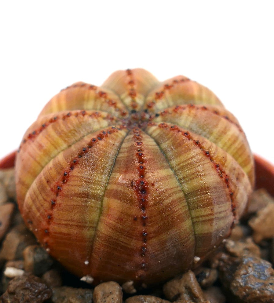 Euphorbia obesa succulenta a forma di sfera con coste striate arancioni e verdi