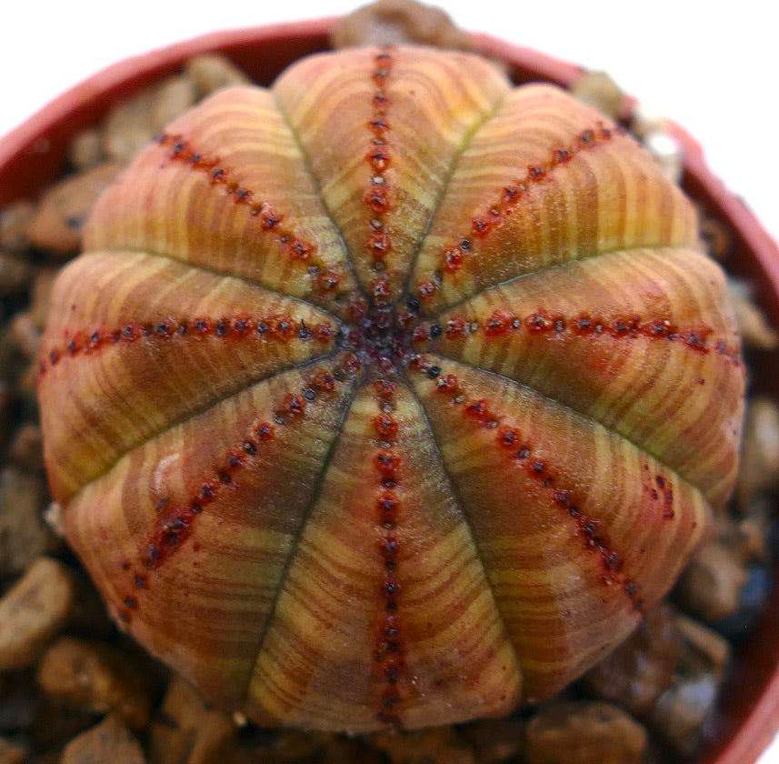 Euphorbia obesa succulenta con corpo arrotondato costoluto e motivo a strisce marrone-arancione