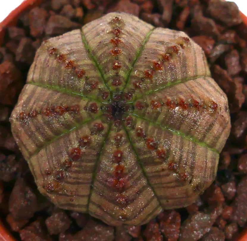 茶緑色の縞模様と小さな赤みがかった瘤を持つユーフォルビア・オベサの多肉植物