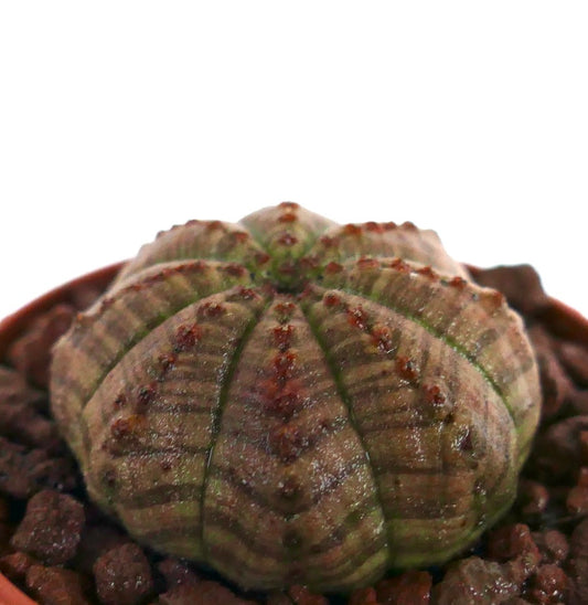 Euphorbia obesa sukkulent kaktus med brun-grønnstripet mønster og teksturert overflate
