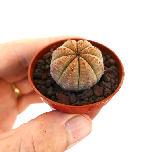 Euphorbia obesa piccola succulenta rotonda con creste segmentate e tonalità marrone-arancioni in vaso