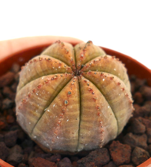 Euphorbia obesa, cactus succulento con costole arrotondate e piccoli tubercoli marrone-arancioni