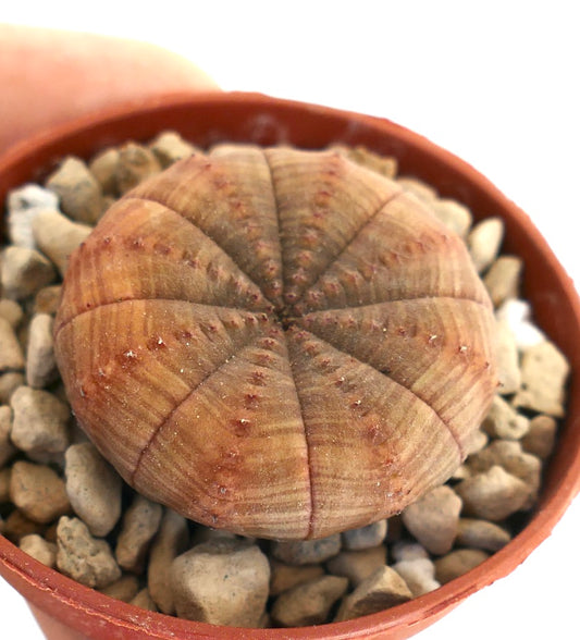 Succulenta Euphorbia obesa con forma arrotondata e piatta e tonalità marrone-arancioni in vaso