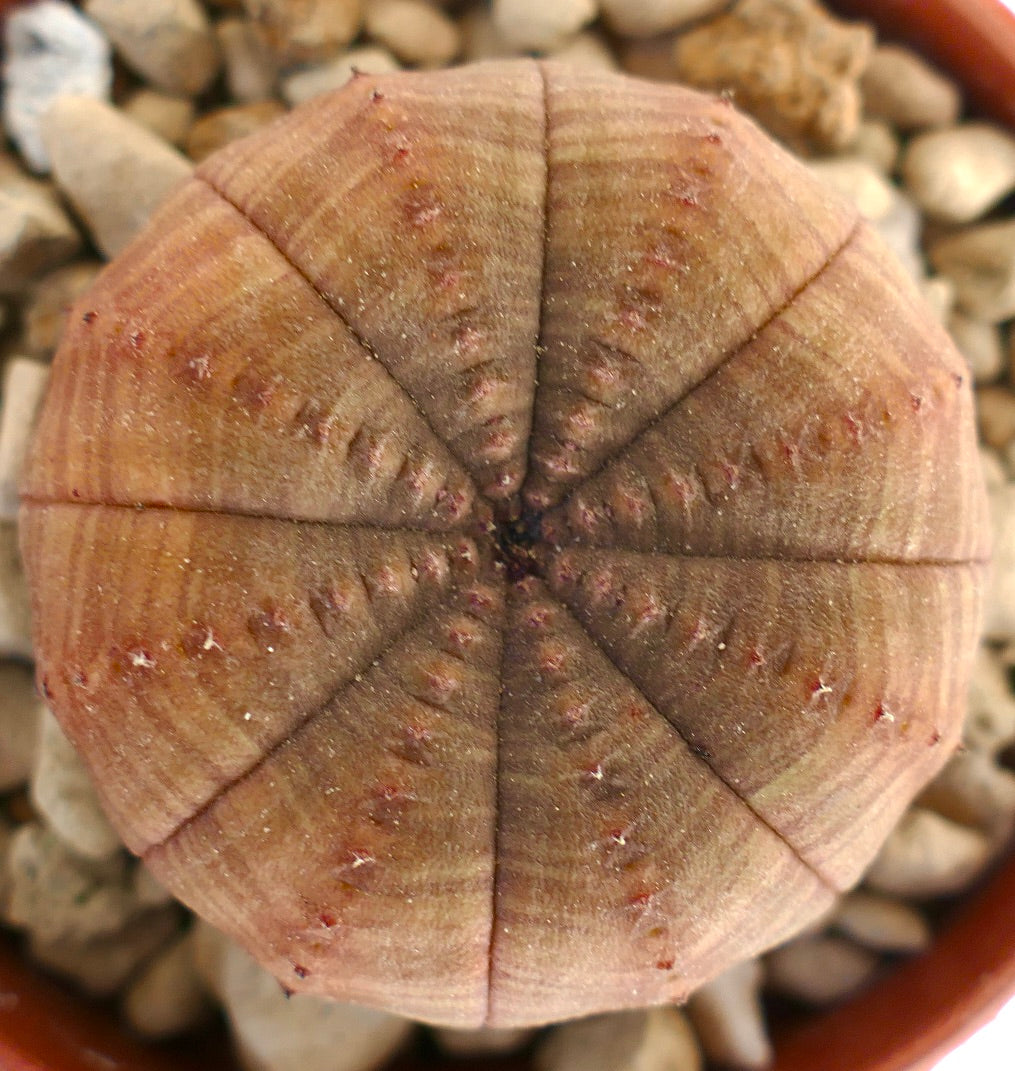 Euphorbia obesa sukkulent med rund, flat form og brun-oransje teksturert overflate