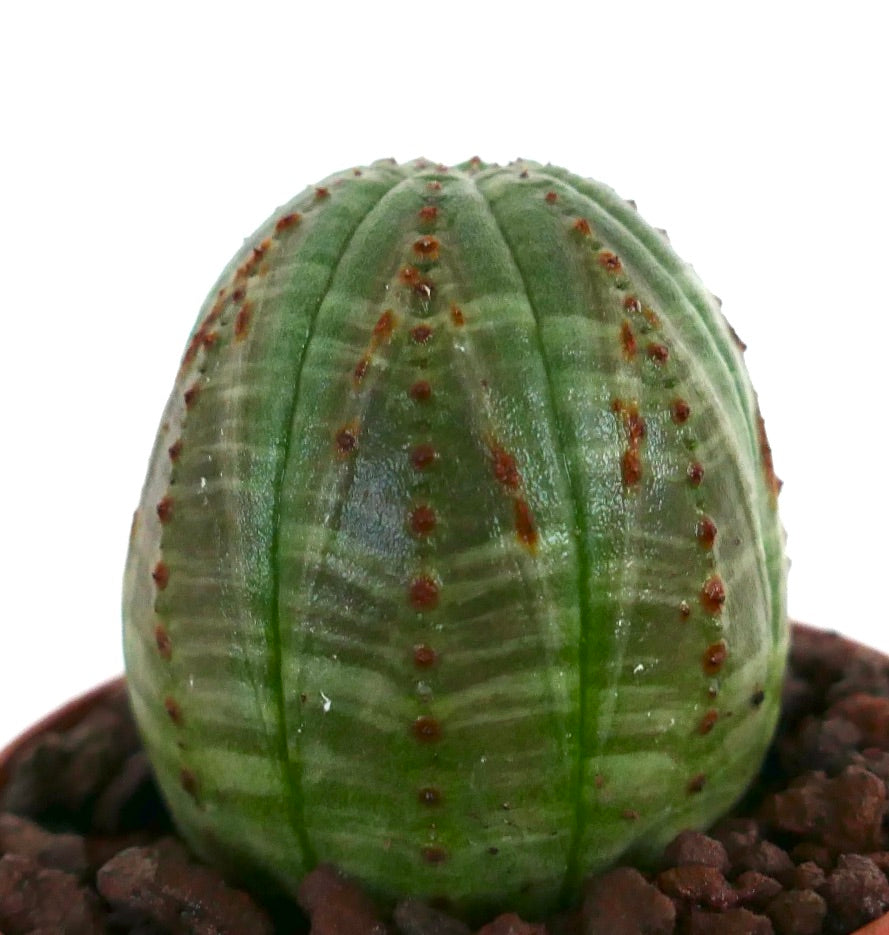 에우포르비아 오베사 다육 선인장으로 둥근 형태와 갈비뼈 위의 작은 갈색 세포가 특징입니다