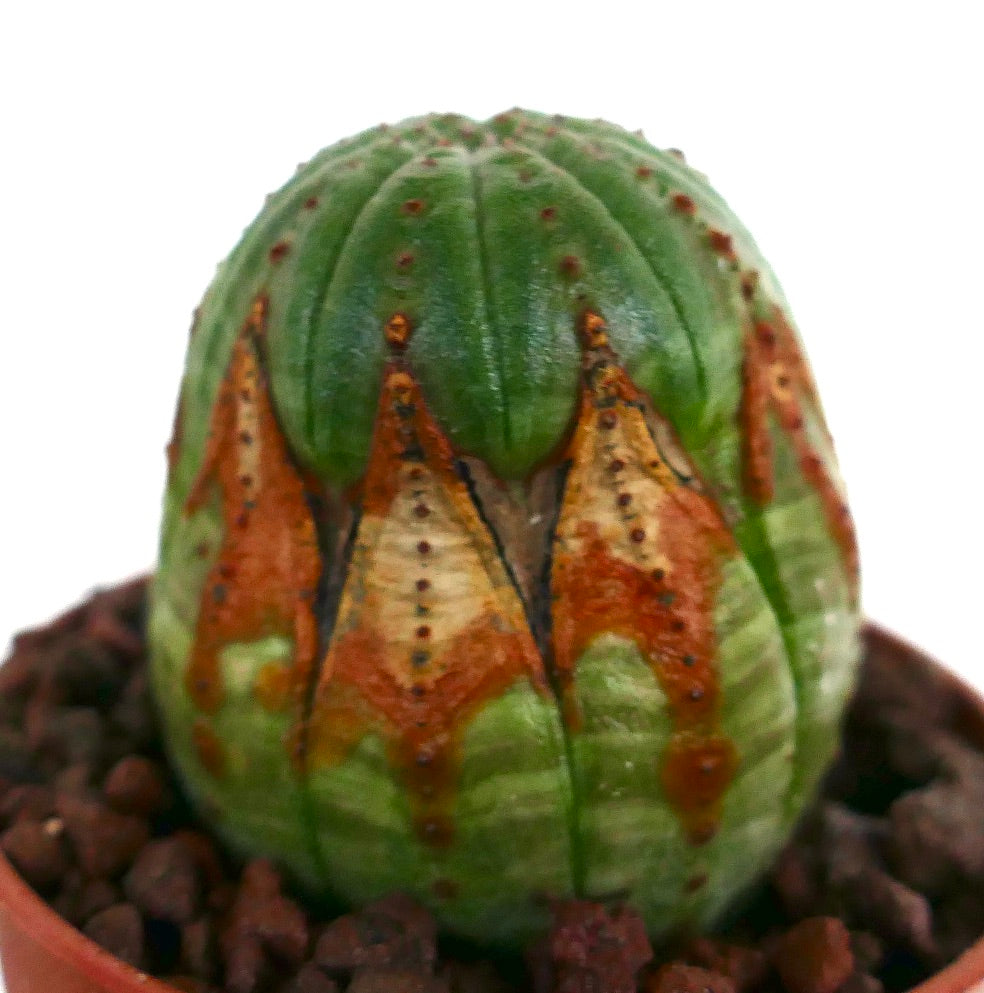 에우포르비아 오베사 다육 선인장, 초록색 몸체와 독특한 갈색 무늬