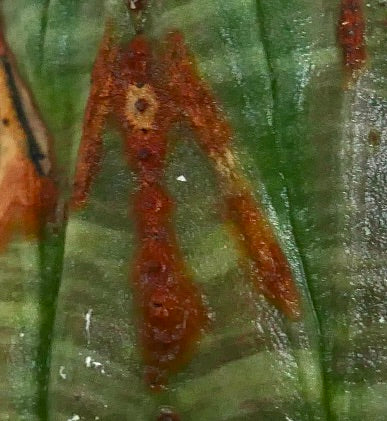 초록색 골이 진 몸체와 갈색 화살표 모양 무늬가 있는 유포르비아 오베사 다육식물