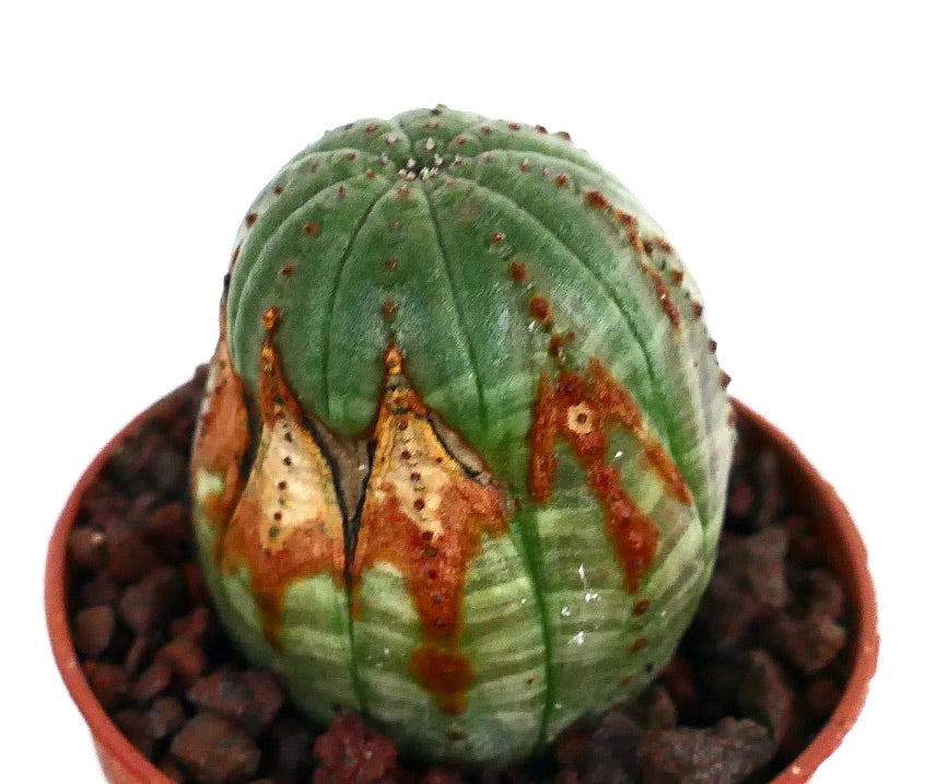 유포르비아 오베사 다육 선인장 둥근 형태와 갈색 줄무늬가 독특한 능선