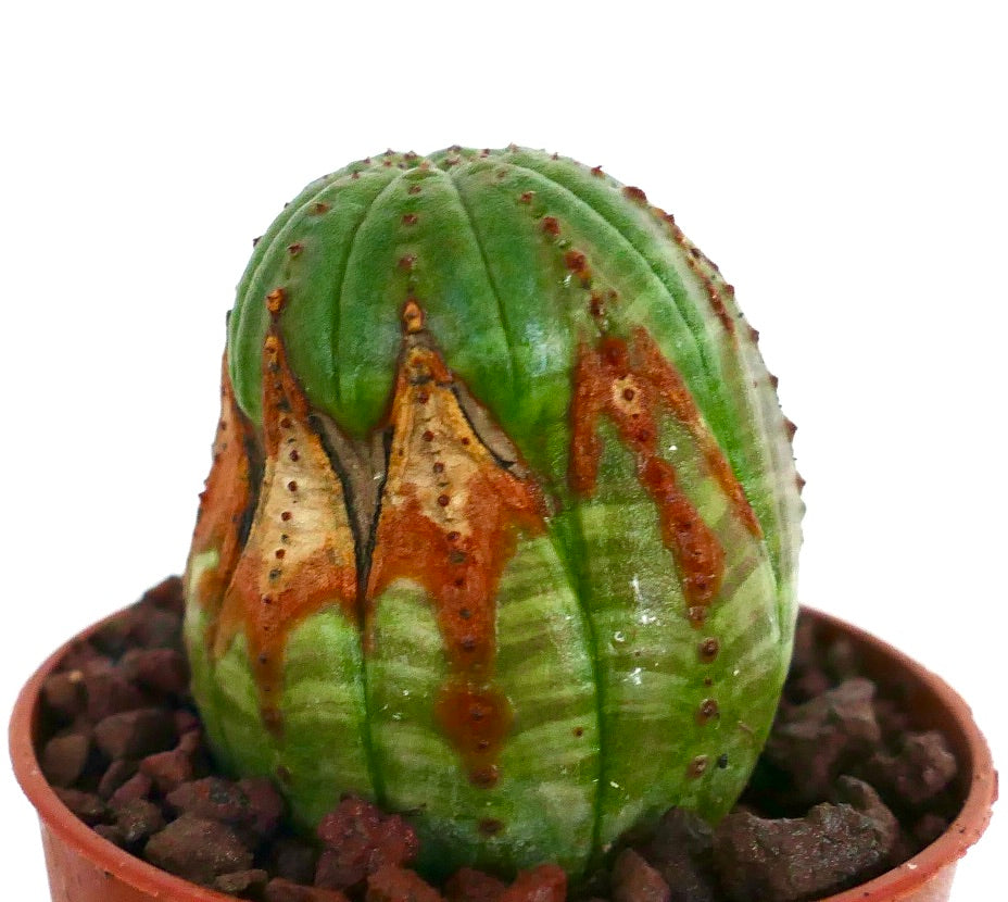 둥근 모양과 초록색 골에 독특한 갈색 무늬가 있는 유포르비아 오베사 다육식물