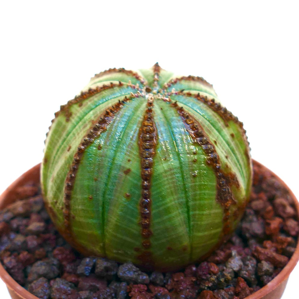 Euphorbia obesa succulent with rounded ribbed body and brown textured markings in pot