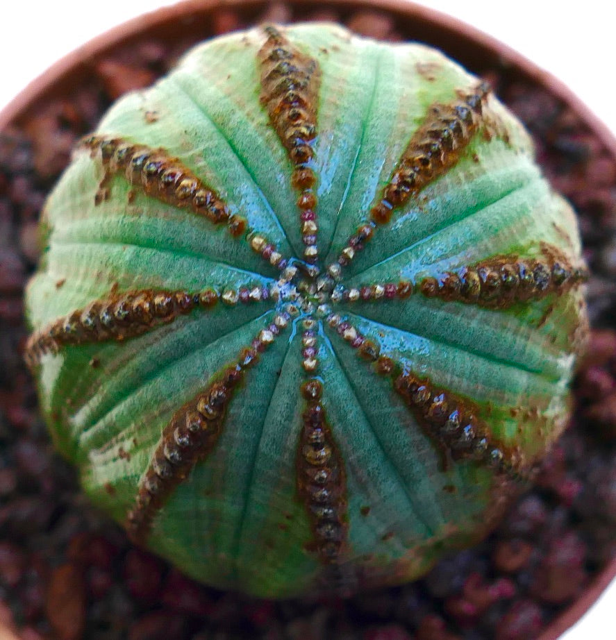 Euphorbia obesa succulent cactus with rounded ribbed green body and brown textured markings