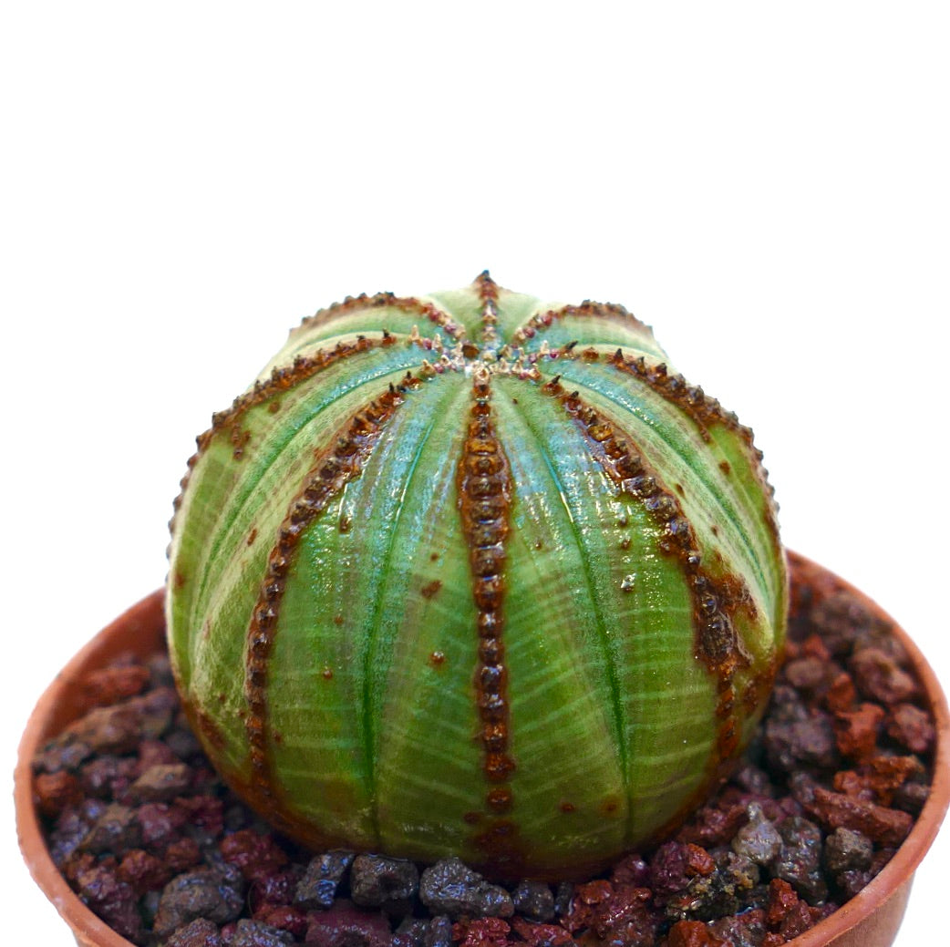 Euphorbia obesa succulent with rounded ribbed body and brown textured ridges in pot