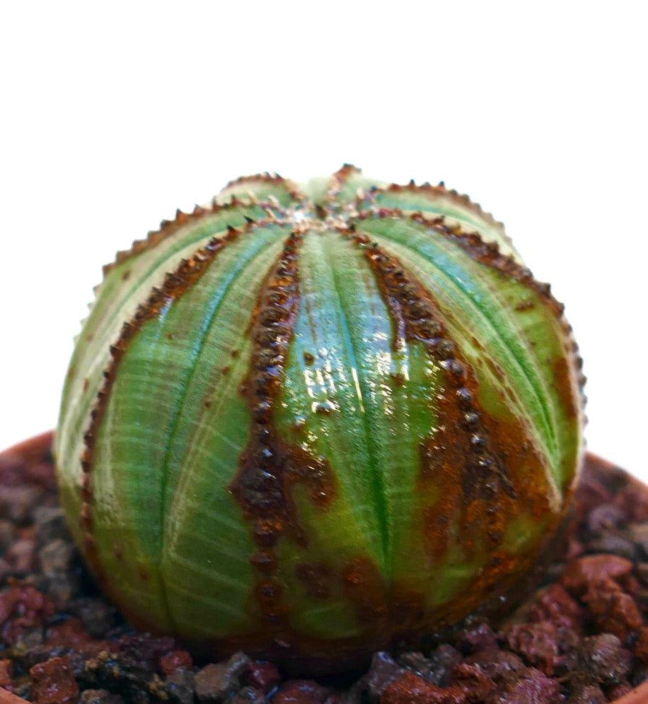 Euphorbia obesa succulent with rounded shape and distinctive brown ridges on green body