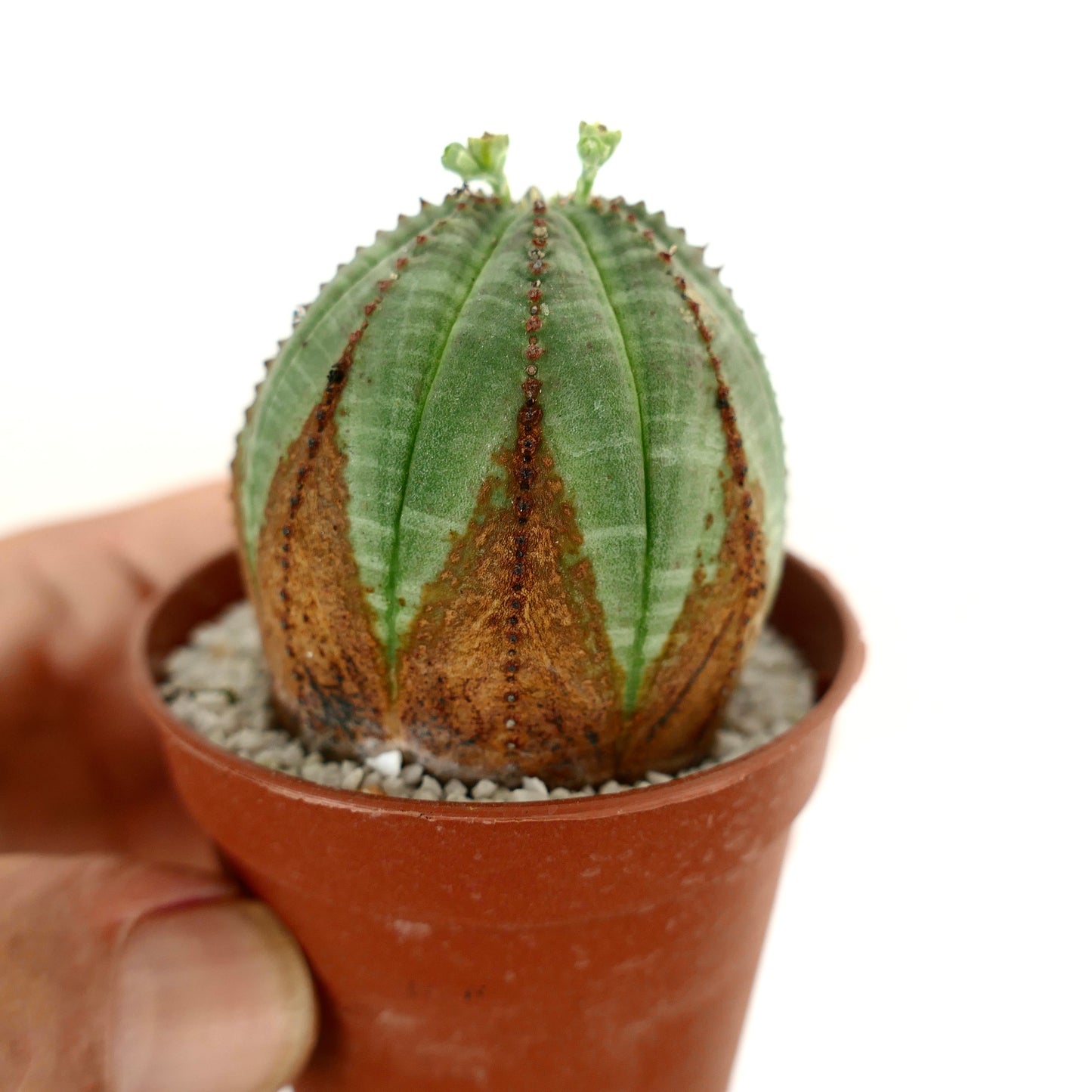 Euphorbia obesa BROWN ARROWS MARKS