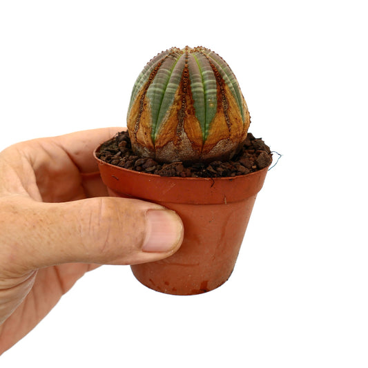 Euphorbia obesa piccolo cactus succulento con marcature marroni a forma di freccia in vaso di terracotta