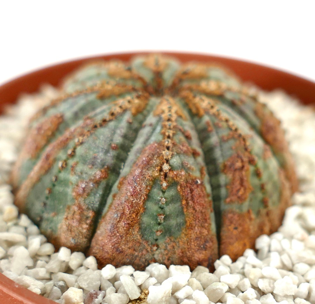 Euphorbia obesa BROWN ARROWS MARKS