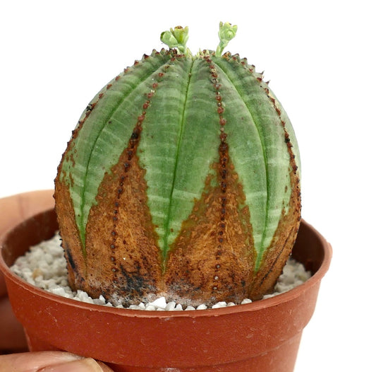 Euphorbia obesa BROWN ARROWS MARKS