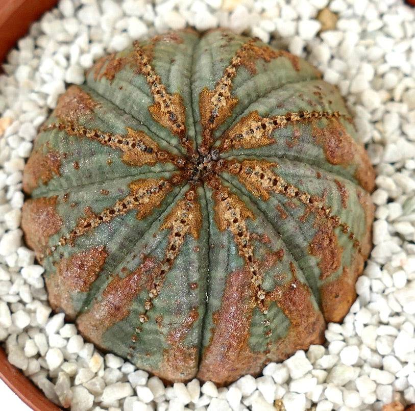 Euphorbia obesa BROWN ARROWS MARKS