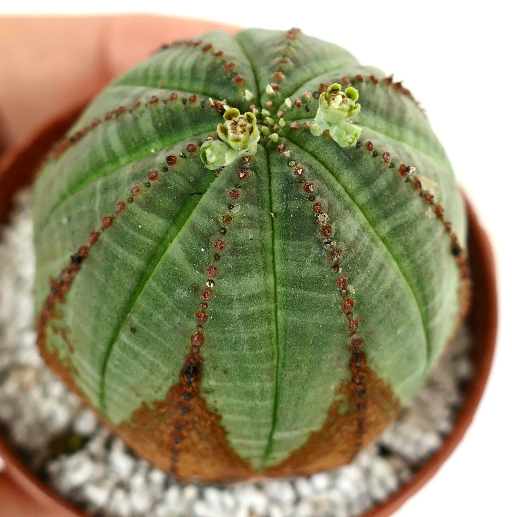 Euphorbia obesa BROWN ARROWS MARKS