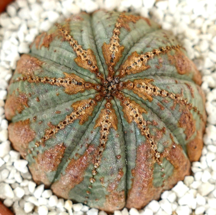 Euphorbia obesa BROWN ARROWS MARKS