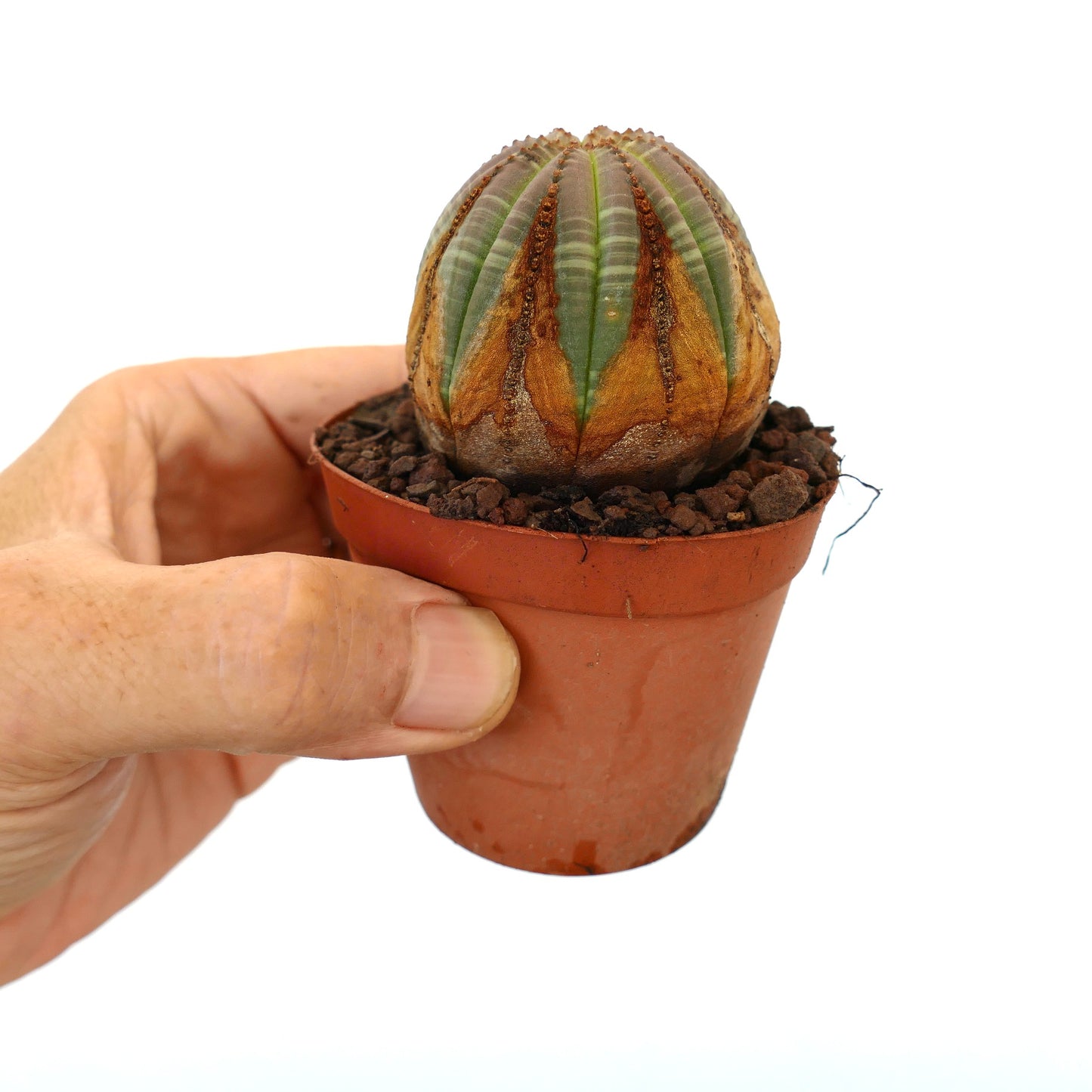 Euphorbia obesa piccolo cactus succulento con motivo a strisce marroni in vaso di terracotta