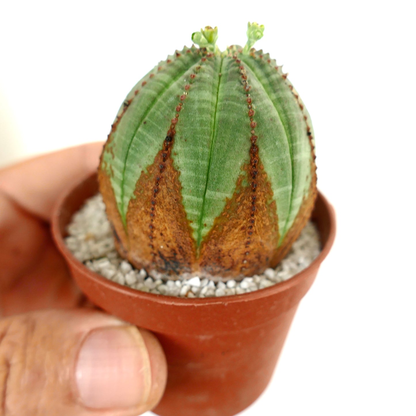 Euphorbia obesa BROWN ARROWS MARKS