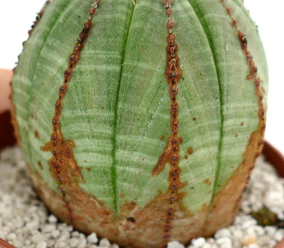 Euphorbia obesa BROWN ARROWS MARKS