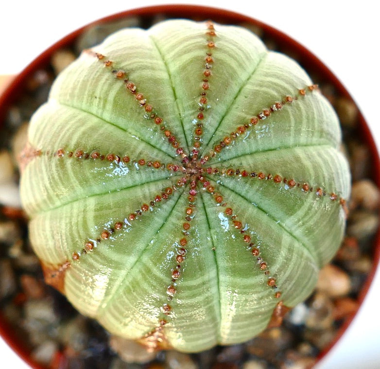 Top view of Euphorbia obesa showing its round shape with eight green ribs lined with tiny reddish-brown bumps.