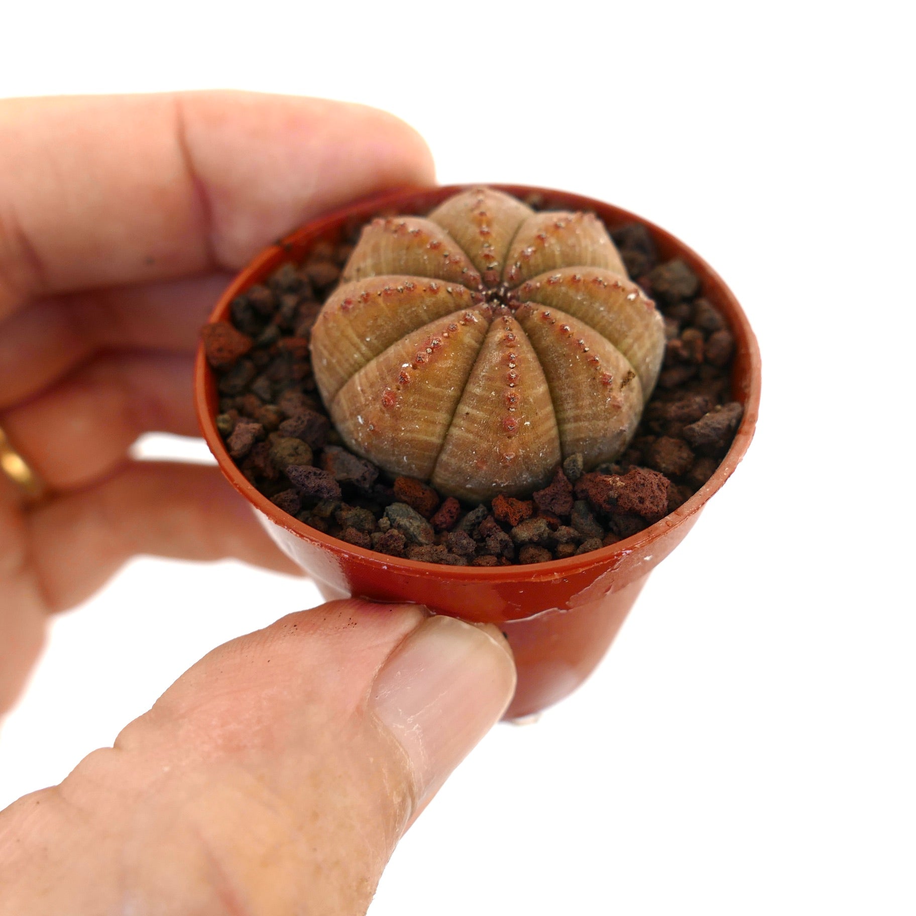 Euphorbia obesa piccola succulenta rotonda con corpo marrone costolato e minuscoli tubercoli rossi