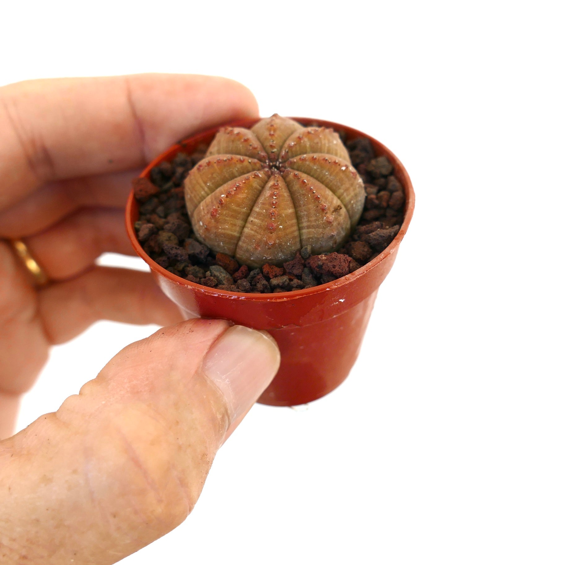 Euphorbia obesa piccola succulenta rotonda con corpo segmentato verde-bruno e minuscoli puntini rossi