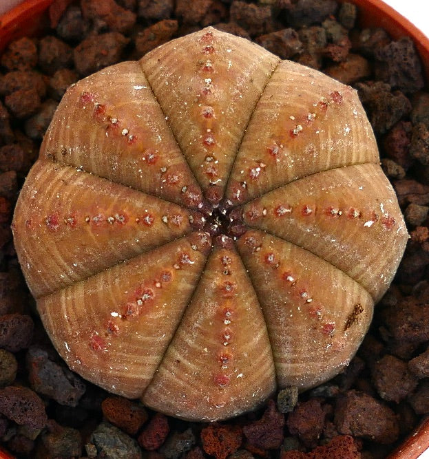 Succulenta Euphorbia obesa con corpo arrotondato a coste marroni e piccoli tubercoli rossi