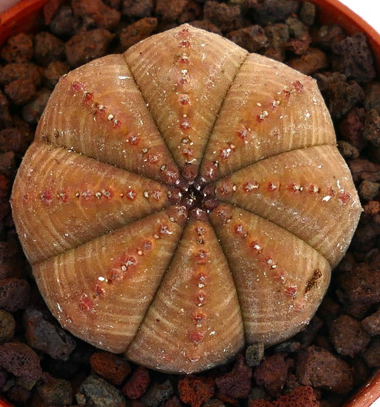 Succulenta Euphorbia obesa con corpo arrotondato a coste marroni e piccoli tubercoli rossi