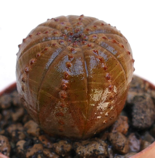 Euphorbia obesa succulenta con corpo arrotondato a costole marroni e piccoli tubercoli rossi