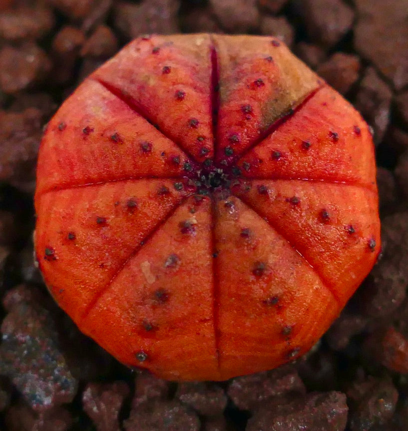 Euphorbia obesa kleine ronde vetplant met oranje geribbeld lichaam en donkere vlekken