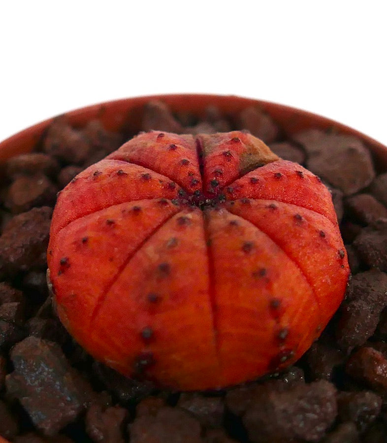 Euphorbia obesa levendige oranje vetplant met een afgerond geribd lichaam en kleine donkere tuberkels