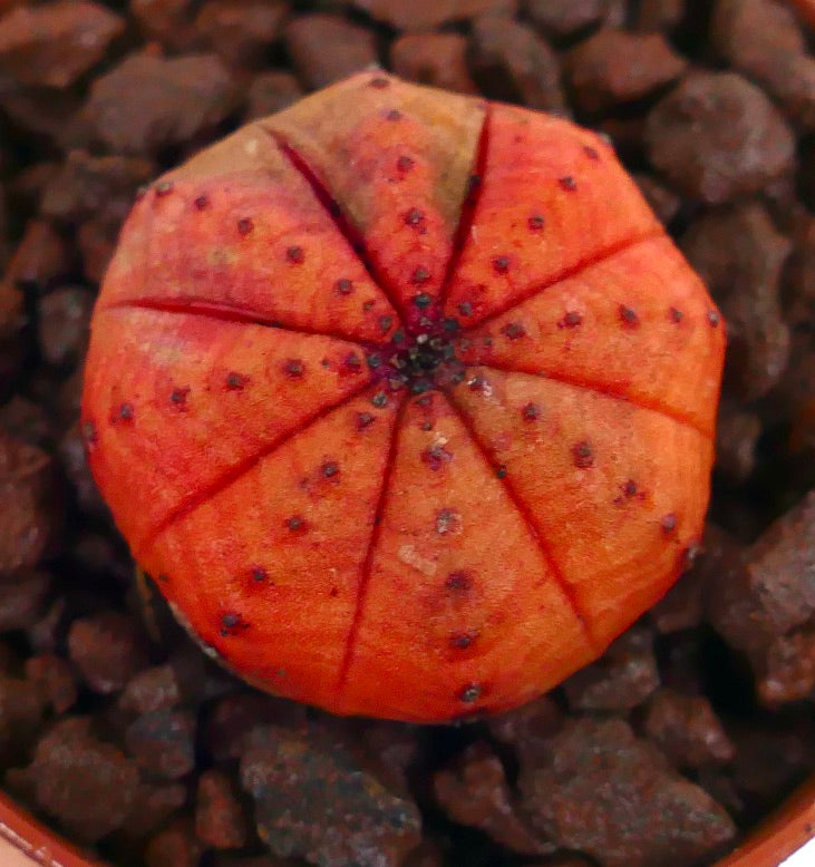 Ephorbia obesa vetplant cactus met heldere oranje geribbelde stam en kleine donkere vlekjes