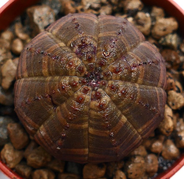 Euphorbia obesa succulenta con motivo a strisce marrone scuro e forma arrotondata a coste